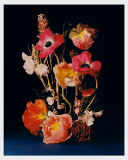 corail-4-1600x2000.jpeg