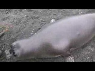 Super Cute Baby Elephant Seal blows snot all over leg