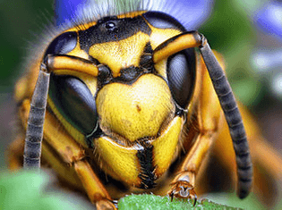 320px-Face_of_a_Southern_Yellowjacket_Queen_-Vespula_squamosa-.jpg