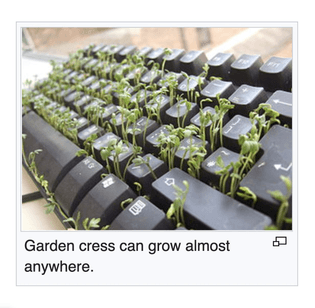 Screenshot of an image from a Wikipedia article, which has a white background behind a grey box outlining an image and caption. The image is of a black windows computer keyboard with white lettering (looks like ca. 2000's, chunky), set on a beige desk, in front of a window (both of these elements are mostly blurry). The keyboard has small sprouts growing between the keys. The image appears to be photoshopped in from a different context. Image caption reads: "Garden cress can grow almost anywhere."