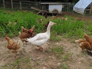 Mobile Chicken Coop & Guard Goose