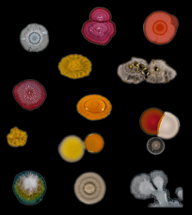 Millions of Individual Microbial Cells. (Courtesy Scott Chimileski and Roberto Kolter)