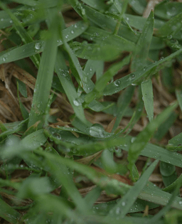 Grass and water droplets 
