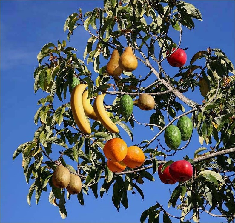 tree-of-fruits.jpg