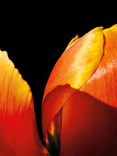 “The Final Bloom” (tulip) by Hojisan (@hojisan_ins).jpg