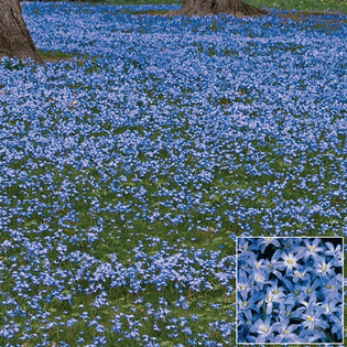 Chinese "Forget Me Nots"