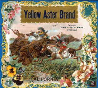 Yellow-Aster_2.jpg
