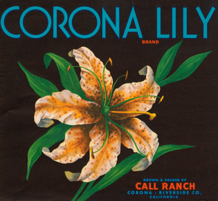 Corona-Lily.jpg