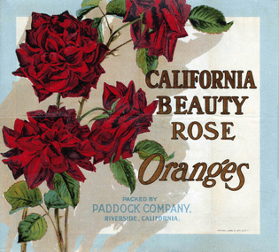 California-Beauty-Rose.jpg
