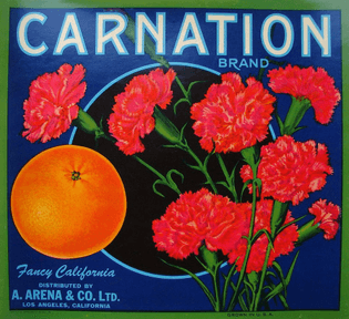 Carnation.jpg