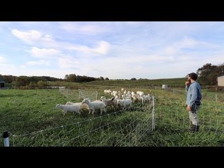The Benefits of Raising Grassfed Lamb