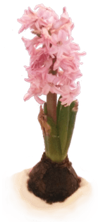 flowerhome-sheet1-flower.png