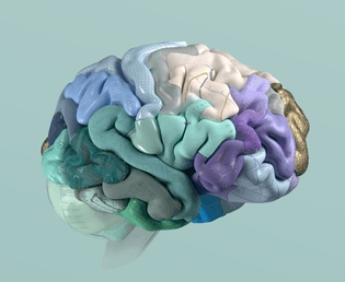 sdl-the-nobel-prize-brain.jpg