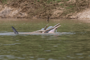 03tb-dolphins-vs-anaconda-superjumbo.jpg?quality=75-auto=webp