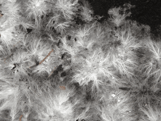 1600px-mycelium_rh_-6-.jpg?20111210095130