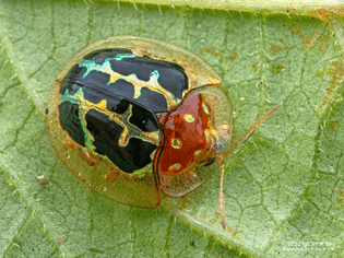 tortoise beetle