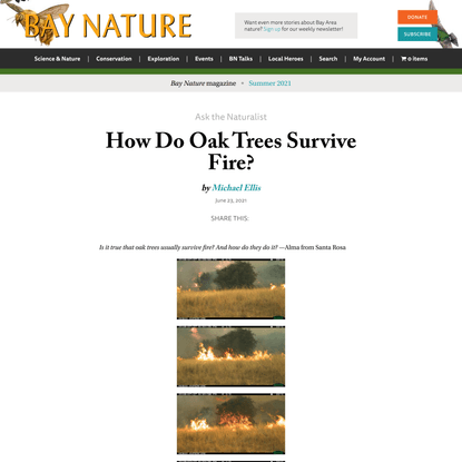 Ask the Naturalist | How Do Oak Trees Survive Fire? - Bay Nature