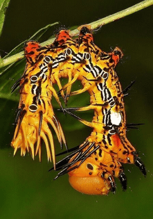 Notodontid Moth Caterpillar