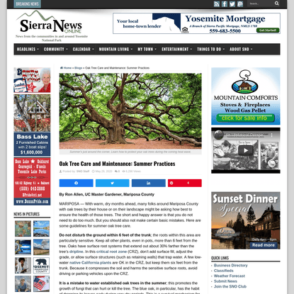 Oak Tree Care and Maintenance: Summer Practices | Sierra News Online