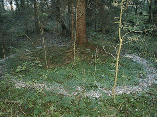 Fairy Ring