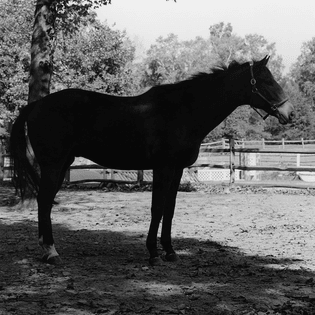 Robert Mapplethorpe Horse 1982