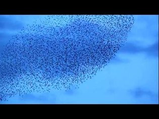 Hawk attacks Starling Murmuration / Swarm over fields.