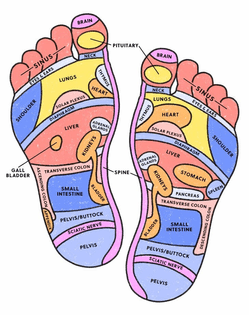 foot_reflexology_chart_.jpg?auto=format-compress-cs=strip