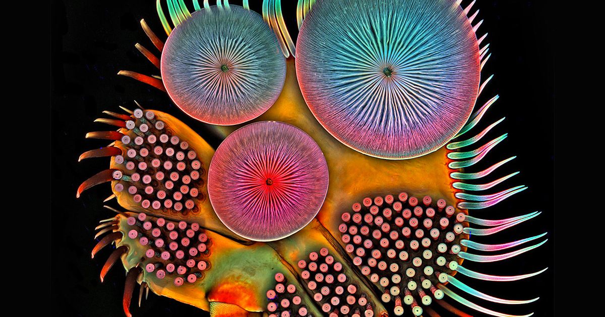 NATURE: FORMS AND PATTERNS | Are.na