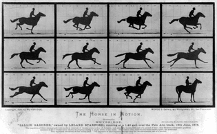 Eadweard Muybridge - Horse in Motion.jpg
