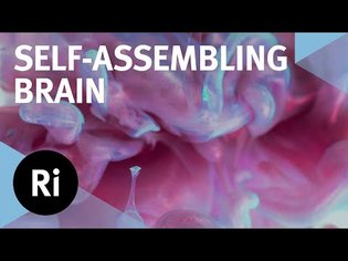 How Do Neural Networks Grow Smarter? - with Robin Hiesinger