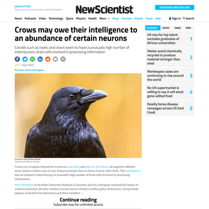 Crows may owe their intelligence to an abundance of certain neurons
