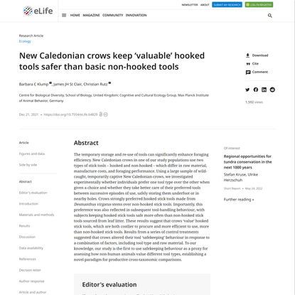 New Caledonian crows keep ‘valuable’ hooked tools safer than basic non-hooked tools