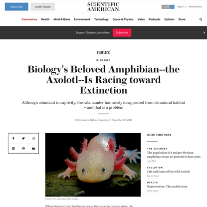 Biology’s Beloved Amphibian--the Axolotl--Is Racing toward Extinction