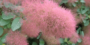 candy floss - cotinus 