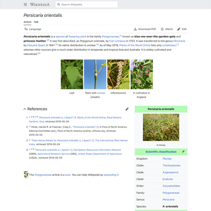 Persicaria orientalis - Wikipedia