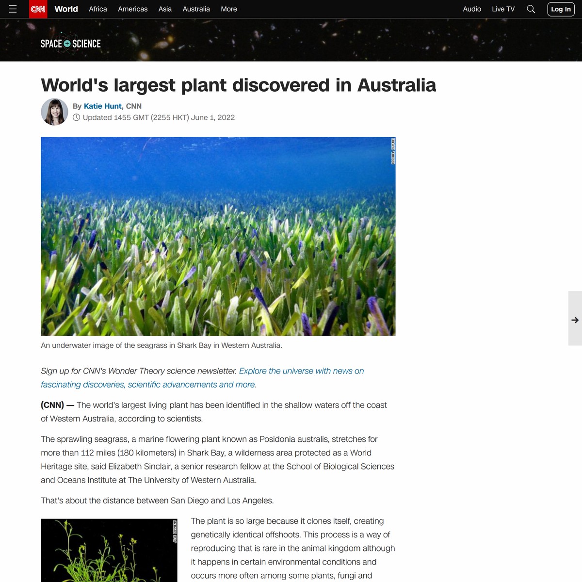 World’s largest plant discovered in Australia — Are.na