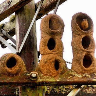 ovenbird-nest.jpg