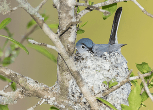 blue-gray-gnatcatcher-in-nest-5.jpg