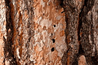 ponderosa-pine-bark-photo-by-jerry-kirkhart-1024x680.png