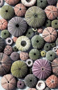 sea-jewels-sea-urchin-shells-switch-plate-cover-wall-plate-single-home-decor-1-.png
