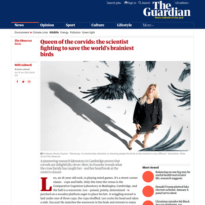 Queen of the corvids: the scientist fighting to save the world’s brainiest birds
