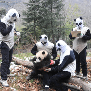 Panda Keeping