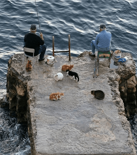 Fisherman & Cats by zoonabar