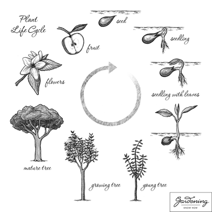 Plant-Life-Cycle.jpg