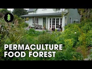 Amazing 23-Year-Old Permaculture Food Forest - An Invitation for Wildness