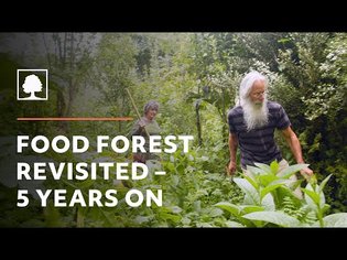 Magical 28-Year-Old Permaculture Food Forest - Growing Wild Together