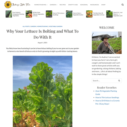 Why Your Lettuce Is Bolting and What To Do With It - Audrey's Little Farm