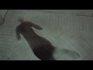 Suspiria (2018) - Dream Sequence #3