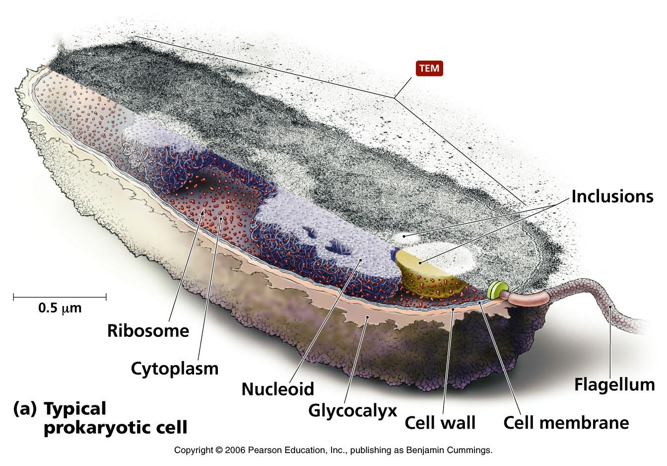 Prokaryotic cell jpg are na