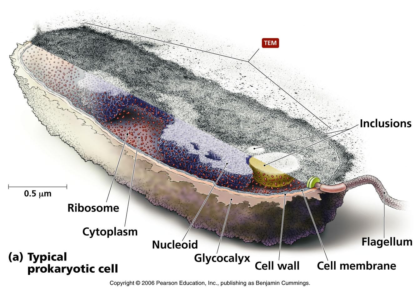 prokaryotic-cell-jpg-are-na